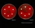 the disk diffusion susceptibility tests with pneumococci